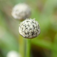 Eriocaulon thwaitesii Körn.